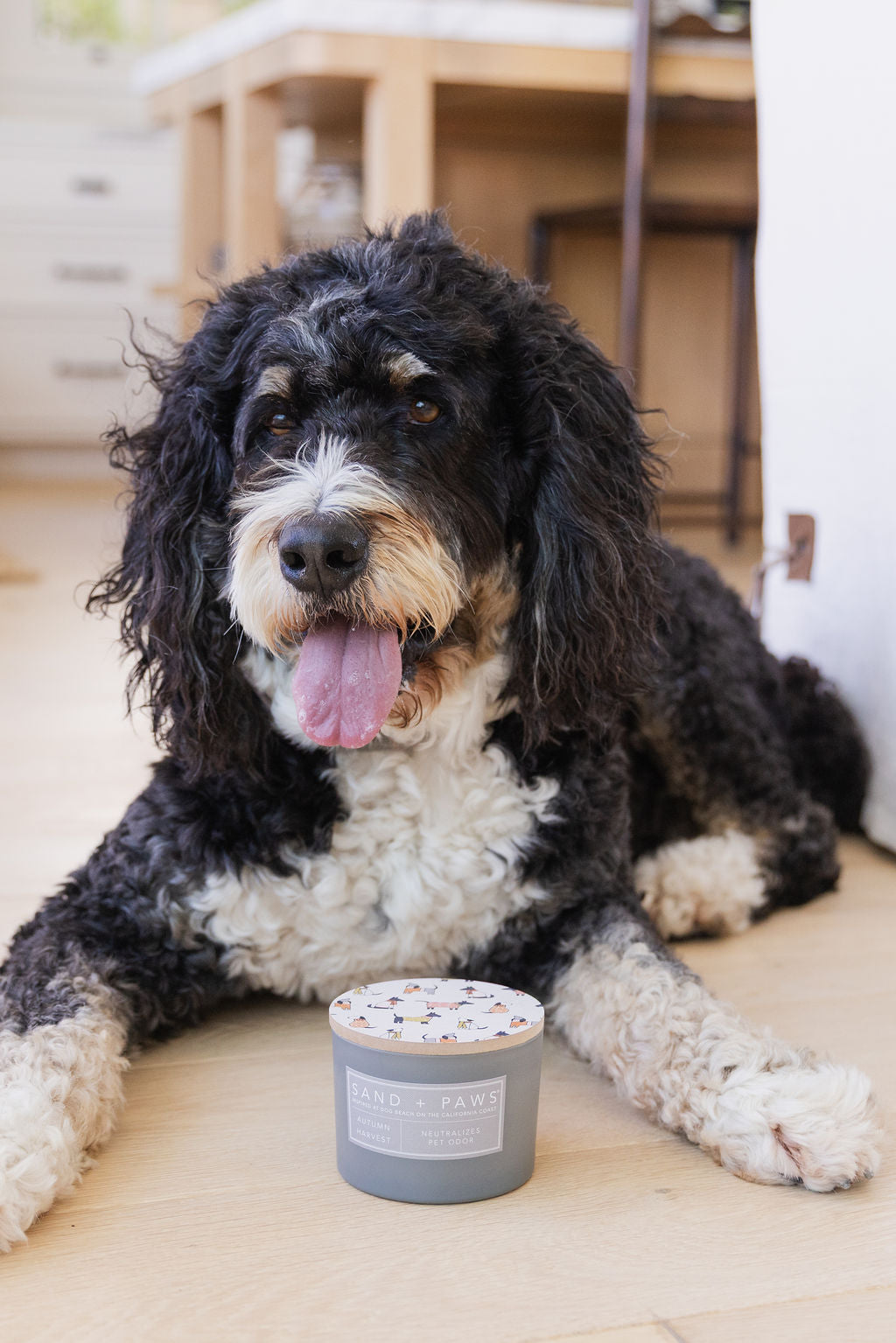 Sand + Paws Pet Shampoo & Conditioner - Coconut & Lavender – Sand + Fog