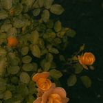 Close-up of peach-colored roses with green leaves on a dark background