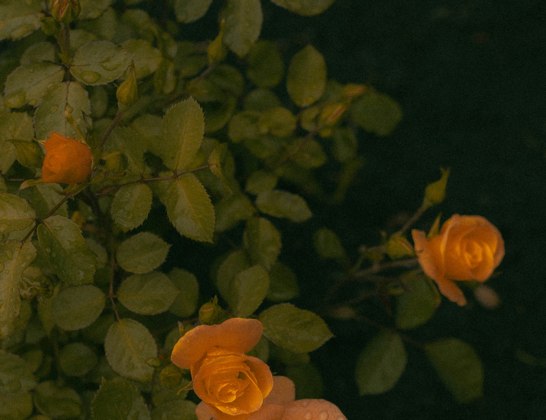 Close-up of peach-colored roses with green leaves on a dark background