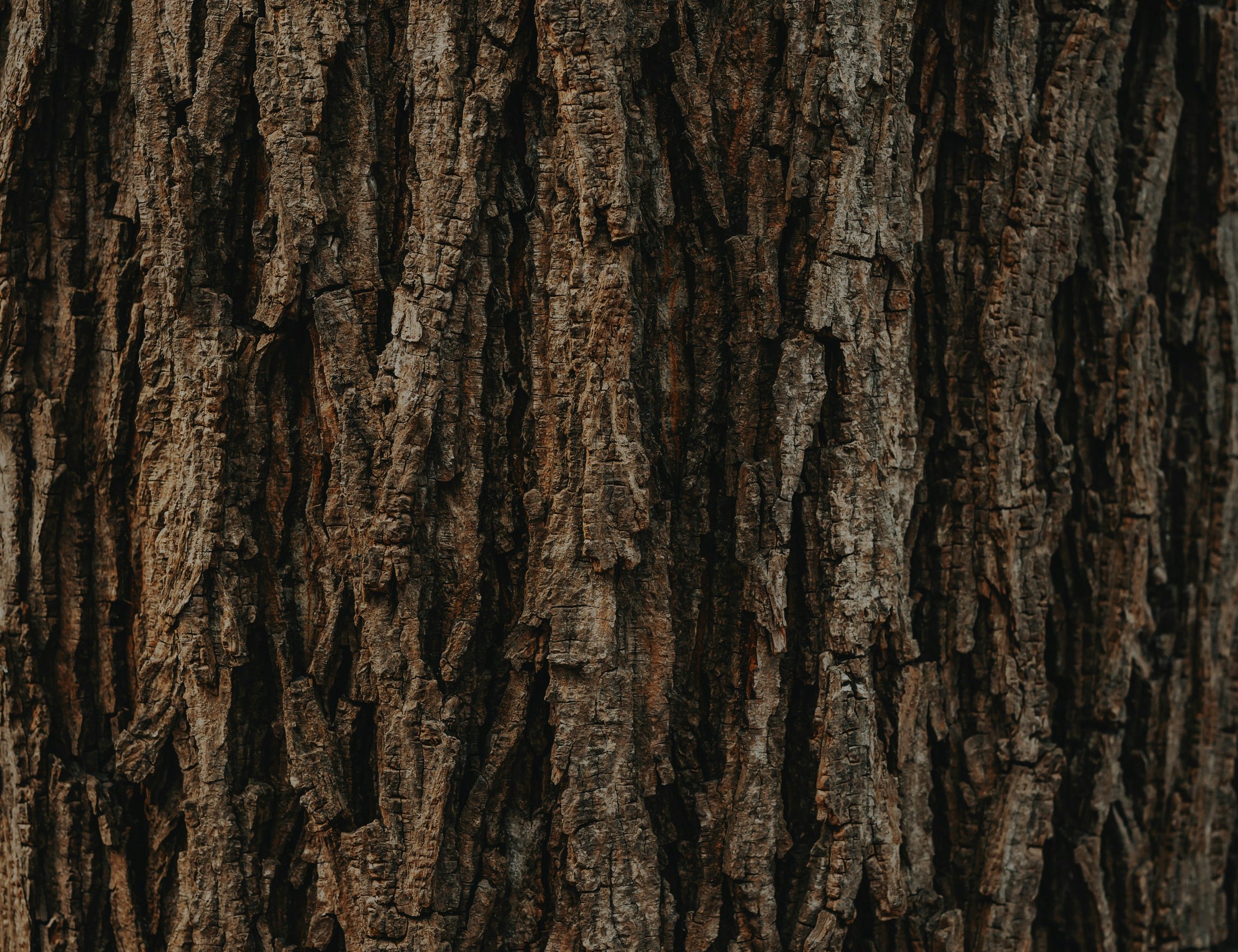 Wood-grain candle label texture in dark brown and tan