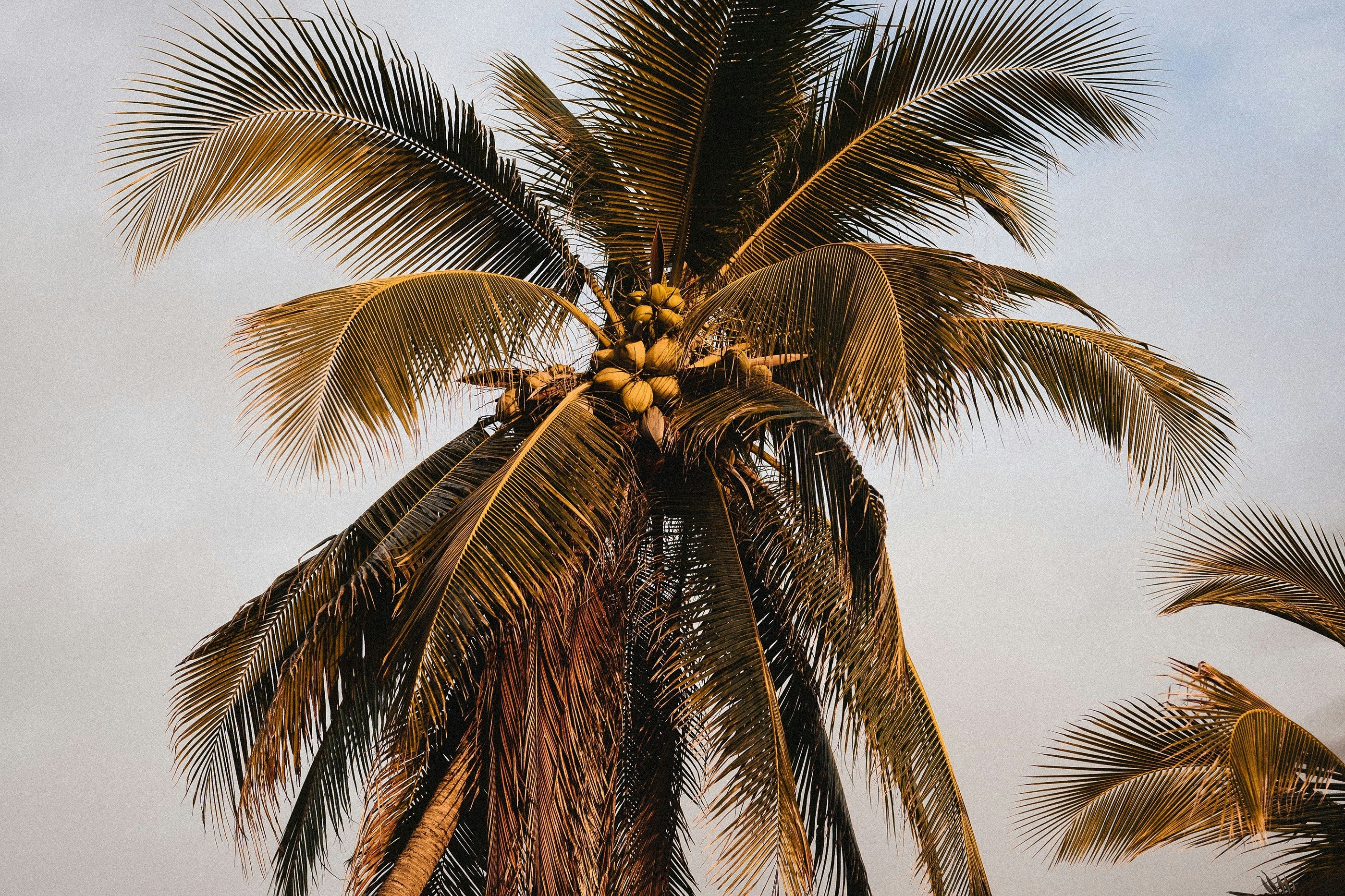 sand and fog coconut and palm Coconut & Sandalwood 50 ml Perfume Oil Dropper